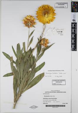 APII jpeg image of Xerochrysum bracteatum 'Golden Wish'  © contact APII