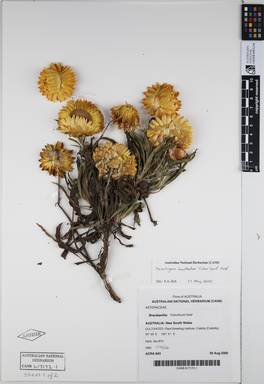 APII jpeg image of Xerochrysum bracteatum 'Colourburst Gold'  © contact APII