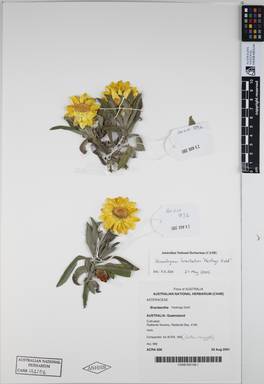 APII jpeg image of Xerochrysum bracteatum 'Hastings Gold'  © contact APII