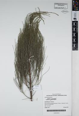 APII jpeg image of Casuarina glauca 'Greenwave'  © contact APII