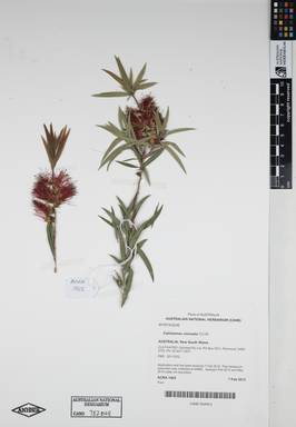 APII jpeg image of Callistemon viminalis 'CC19'  © contact APII