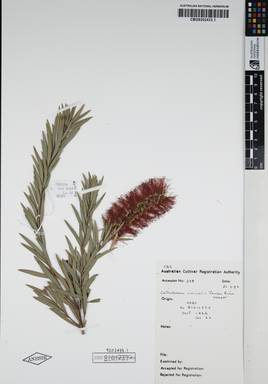 APII jpeg image of Callistemon viminalis 'Dawson River Weeper'  © contact APII