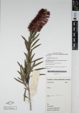 APII jpeg image of Callistemon 'Hannah Ray'  © contact APII