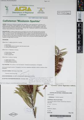 APII jpeg image of Callistemon 'Woolomin Sparkler'  © contact APII
