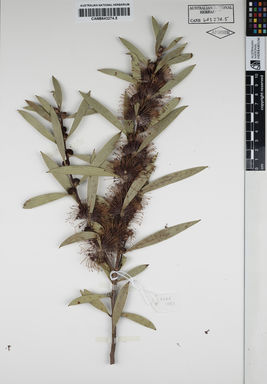 APII jpeg image of Hakea 'Kincora'  © contact APII