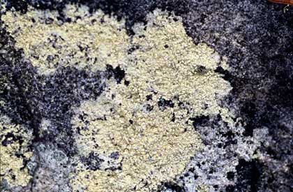 APII jpeg image of Pertusaria persulphurata  © contact APII