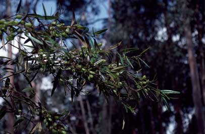 APII jpeg image of Hovea corrickiae  © contact APII