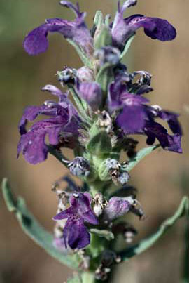 APII jpeg image of Ajuga australis  © contact APII