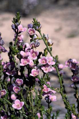 APII jpeg image of Boronia coerulescens subsp. coerulescens  © contact APII