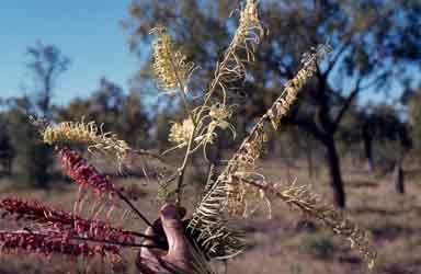 APII jpeg image of Grevillea dryandri subsp. dryandri  © contact APII