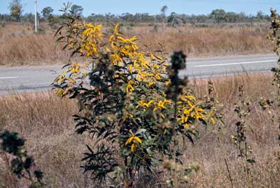 APII jpeg image of Acacia julifera subsp. julifera  © contact APII