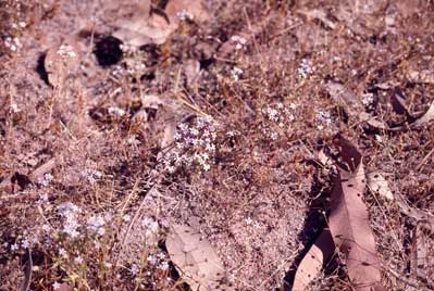 APII jpeg image of Lobelia dioica  © contact APII