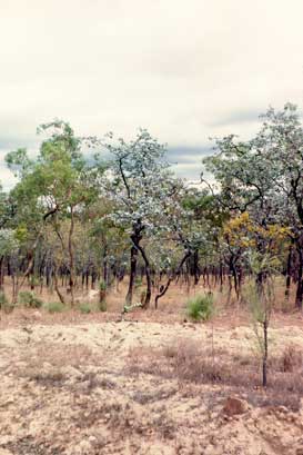 APII jpeg image of Eucalyptus shirleyi  © contact APII