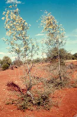 APII jpeg image of Flindersia maculosa  © contact APII