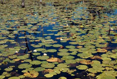 APII jpeg image of Nymphaea violacea,<br/>Nymphoides indica  © contact APII