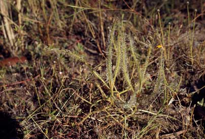 APII jpeg image of Drosera indica  © contact APII