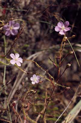 APII jpeg image of Drosera indica  © contact APII