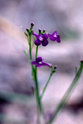 APII jpeg image of Lindernia clausa  © contact APII