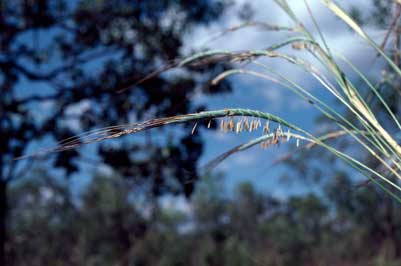 APII jpeg image of Heteropogon triticeus  © contact APII