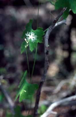 APII jpeg image of Trichosanthes cucumerina var. cucumerina  © contact APII