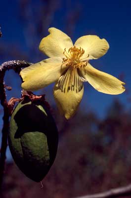 APII jpeg image of Cochlospermum fraseri subsp. fraseri  © contact APII