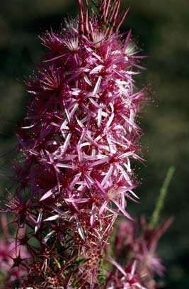 APII jpeg image of Calytrix exstipulata  © contact APII