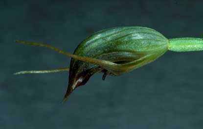 APII jpeg image of Pterostylis erecta  © contact APII