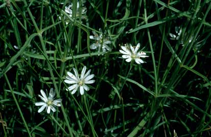 APII jpeg image of Stellaria angustifolia  © contact APII