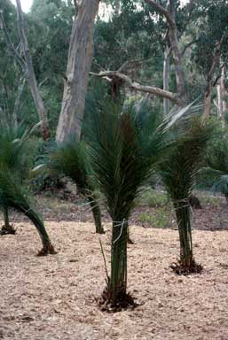 APII jpeg image of Macrozamia communis  © contact APII