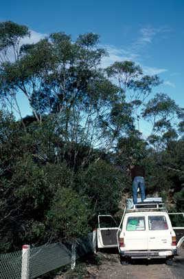 APII jpeg image of Eucalyptus stricta  © contact APII