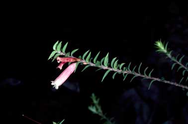 APII jpeg image of Epacris reclinata  © contact APII