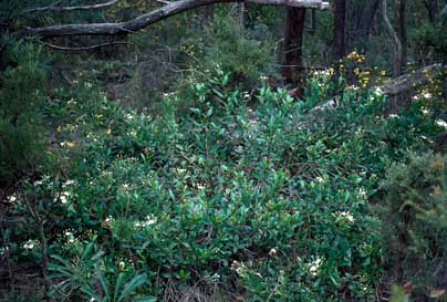 APII jpeg image of Olearia elliptica  © contact APII