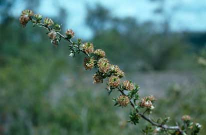 APII jpeg image of Kunzea rupestris  © contact APII