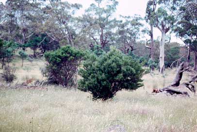 APII jpeg image of Acacia axillaris  © contact APII