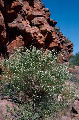 APII jpeg image of Prostanthera striatiflora  © contact APII