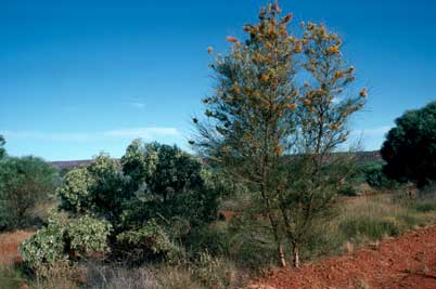 APII jpeg image of Grevillea juncifolia subsp. juncifolia  © contact APII