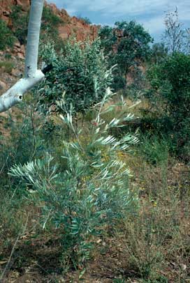 APII jpeg image of Grevillea refracta subsp. refracta  © contact APII