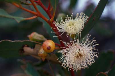 APII jpeg image of Eucalyptus pachyphylla  © contact APII