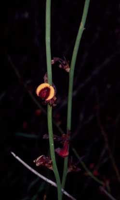 APII jpeg image of Daviesia hakeoides subsp. subnuda  © contact APII