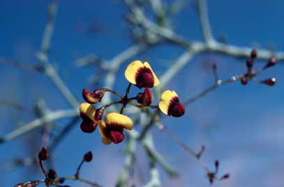 APII jpeg image of Daviesia bursarioides  © contact APII