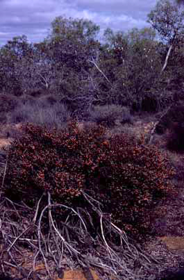 APII jpeg image of Daviesia nudiflora subsp. drummondii  © contact APII