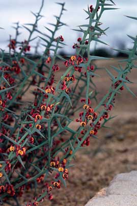 APII jpeg image of Daviesia intricata subsp. xiphophylla  © contact APII