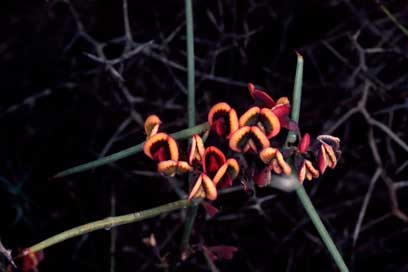 APII jpeg image of Daviesia intricata subsp. intricata  © contact APII