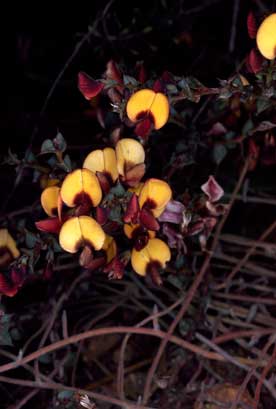 APII jpeg image of Daviesia cardiophylla  © contact APII