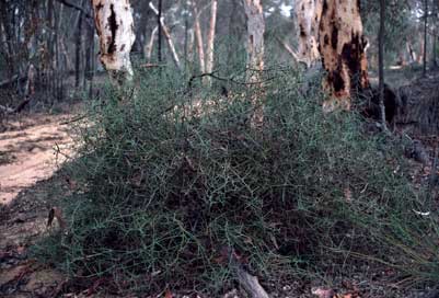 APII jpeg image of Daviesia intricata subsp. intricata  © contact APII