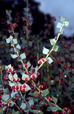 APII jpeg image of Daviesia rhombifolia  © contact APII