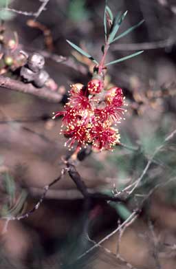 APII jpeg image of Melaleuca fulgens subsp. fulgens  © contact APII