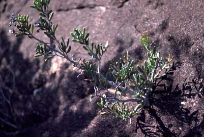 APII jpeg image of Hakea clavata  © contact APII