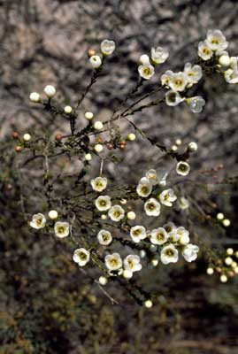 APII jpeg image of Chamelaucium megalopetalum  © contact APII