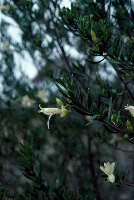 APII jpeg image of Eremophila alternifolia  © contact APII